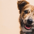 Halladas las evidencias más antíguas en la domesticación de perros